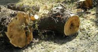 Незаконна сеч в 11 частни горски имота са констатирали служителите на РДГ – Ловеч