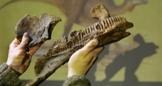 Нов вид динозавър открит от японски учени