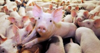 Приоритети пред свиневъдите в САЩ до 2020 година