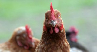 Премахват отглеждането на кокошки в клетки в германските птицеферми