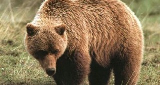 Семинар по ОПОС в Смолян ще разисква дейности и мерки за превенция и намаляване на щетите от мечки