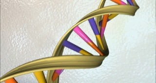 Триизмерната структура на човешкия геном е декодирана