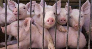 Потенциал за развитие на свиневъдството в BRICS