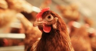 Германия въвежда по-строги мерки за борба с птичия грип
