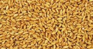Русия повиши прогнозата за производството на зърнени култури