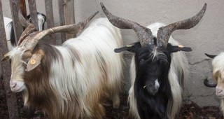 За трети път се проведе дефиле на дългокосмести кози на изложението в Крупник