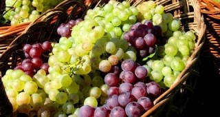 Български сортове грозде под заплаха от изчезване