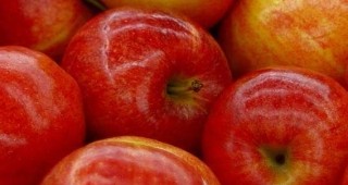 Руският пазар атакуван от италиански производители на ябълки