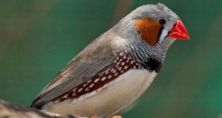 Учени проучват ефекта на алкохола при птиците