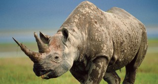 Рекорден брой носорози са убити през 2014 г.
