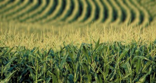 МЗХ публикува ситуационно перспективен анализ на царевицата