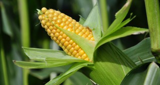 Очаква се производството на царевица от реколта 2014 да достигне рекордно високо ниво