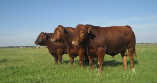 USDA отваря американския пазар за внос на говеждо месо от ЕС