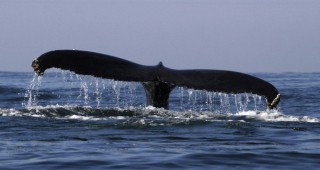 Учени изследват кит, за да намерят тайната на дълголетието