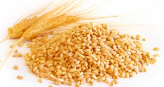 Пазарът на зърнени култури остава сравнително спокоен