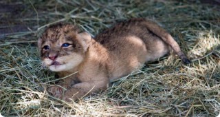 Инициативата Осинови бебе от зоопарка стартира в края на януари