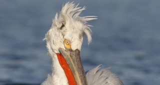 Къдроглави пеликани се появиха в река Дунав край Видин