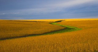 Сериозна е опасността от засушаване в посевите с пшеница и рапица в Добричка област