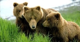 Най-застрашените видове в Рила и Пирин са мечките, бялата и черната мури