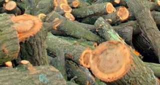 Незаконно отсичане на 7 кубика дърва за огрев са констатирали горските инспектори от РДГ - Ловеч