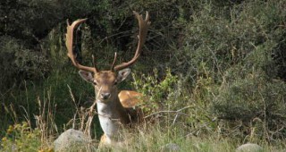 Разселват елени лопатари в Родопите