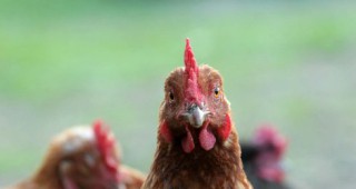 Опасността от птичи грип в Европа все още не е отминала
