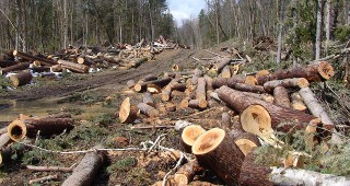 Незаконна сеч на 138 куб. м. дървесина констатираха на територията на РДГ - Русе