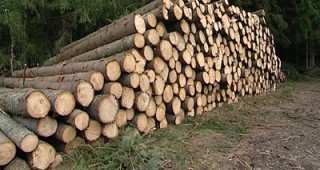 Горски инспектори от РДГ – София, задържаха 15 куб. м незаконна дървесина