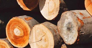 485 куб. м незаконна дървесина установиха горски инспектори от РДГ - Русе