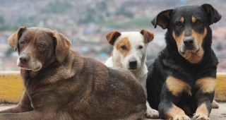 Неправителствените организации за защита на животните внесоха своите искания в МЗХ