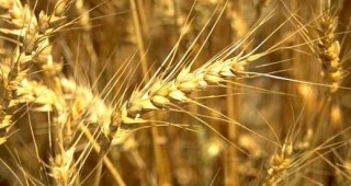 Украйна рекордьор по износ на зърно