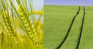 Топик 080 ЕК - надеждният партньор за борба с житните плевели при пшеница