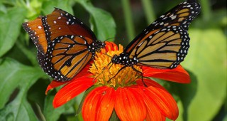 Пеперудите Монарх все още са под заплаха
