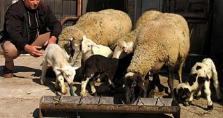 Предстои Национален събор на овцевъдите