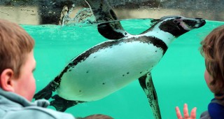 Пингвин от Варшавския зоопарк се сдоби с протеза
