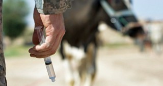 584 животни в село Млада гвардия са ваксинирани срещу антракс