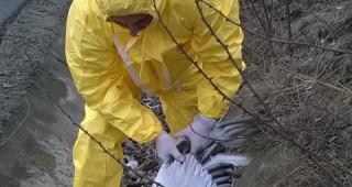 Отрицателни са пробите на мъртвия пеликан в Старозагорско