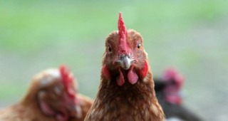 Въведени са извънредни мерки във връзка с огнище на птичи грип в страната