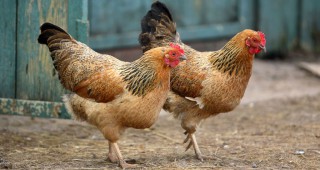 До 4 февруари гражданите на община Айтос трябва да декларират домашните си птици в ЦУИГ