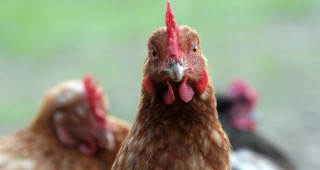 Нов случай на птичи грип в Англия