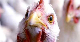 В Област Бургас се въвеждат допълнителни мерки за ограничаване и ликвидиране на огнището на птичи грип