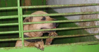 Приютът за бездомни кучета в село Каменар остава затворен заради бруцелоза