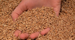 Пшеницата продължи възходящия си тренд на международните борси