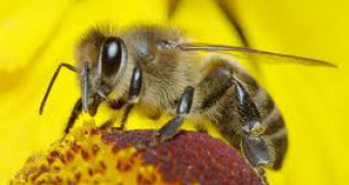 Стартира 13-то международно изложение-договаряне Пчеларство - Плевен 2015