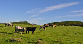 Състояние, проблеми и перспективи при българското родопско говедо