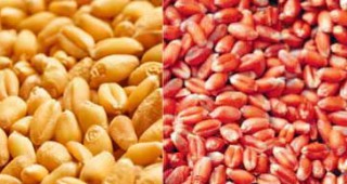 ДИФЕНД ФС - системен фунгицид за третиране на семена на пшеница и тритикале