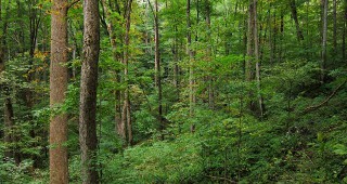 СЛБ внесе декларация срещу законопроектите за ограничаване на износа на дървесина и спирането на дърводобива в горите