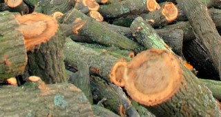 Два товарни автомобила и 13 кубика дървесина са задържани на територията на РДГ – Ловеч