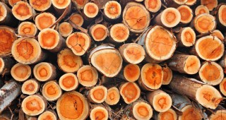 20 куб. м незаконна дървесина задържаха при проверки на територията на РДГ София