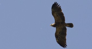 Проект Горите на орела бе представен на Форума Балкански гори